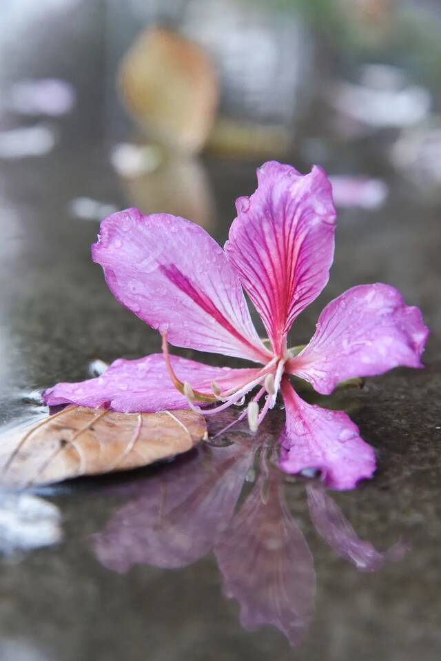 请收藏！华农的雨，是一场浪漫的邂逅