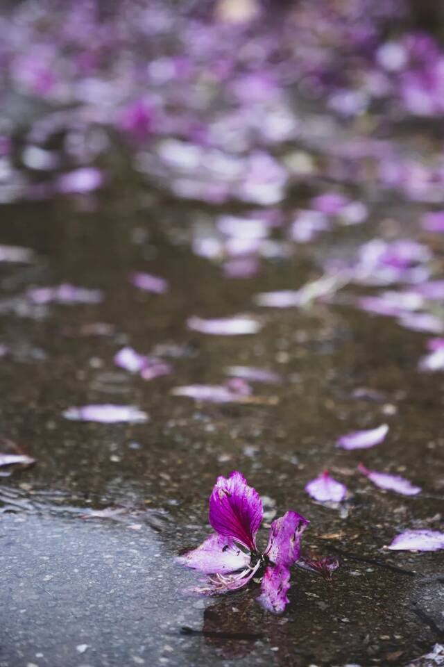 请收藏！华农的雨，是一场浪漫的邂逅