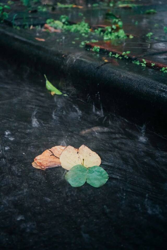 请收藏！华农的雨，是一场浪漫的邂逅