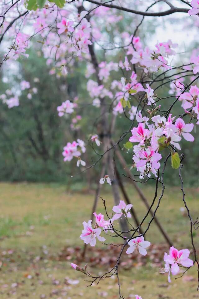 请收藏！华农的雨，是一场浪漫的邂逅