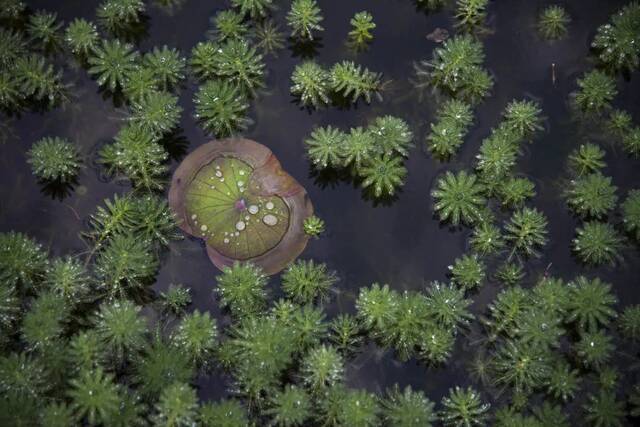 请收藏！华农的雨，是一场浪漫的邂逅