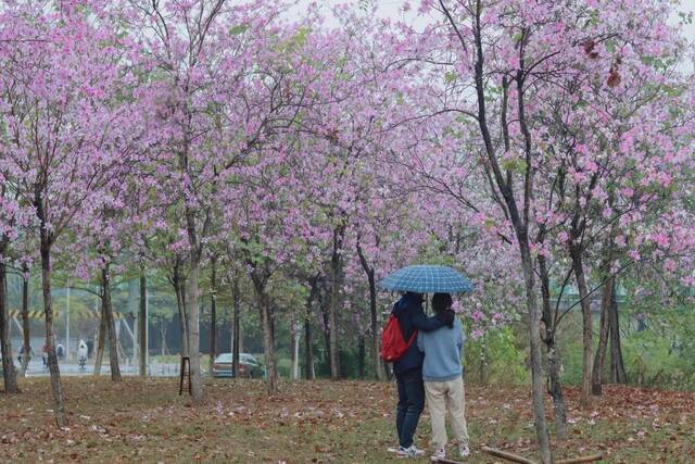 请收藏！华农的雨，是一场浪漫的邂逅