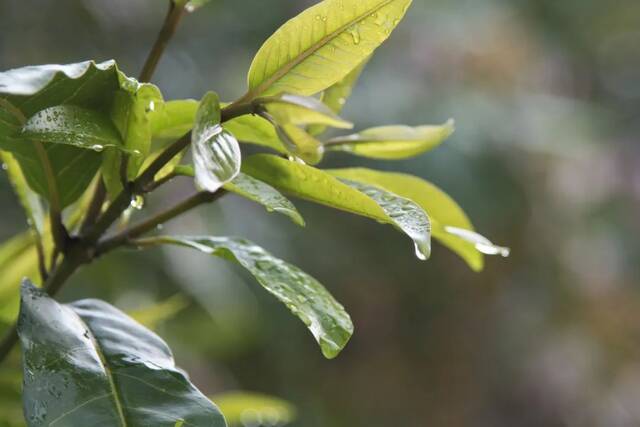 请收藏！华农的雨，是一场浪漫的邂逅