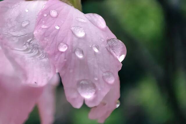 请收藏！华农的雨，是一场浪漫的邂逅