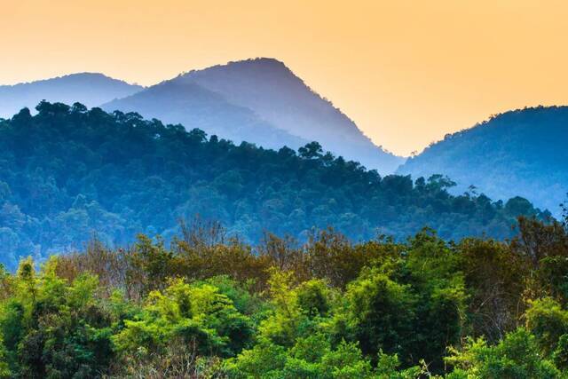 西双版纳热带雨林图源：视觉中国