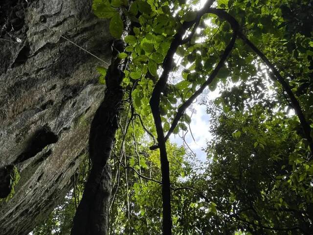 中国科学院西双版纳热带植物园西双版纳州委宣传部供图