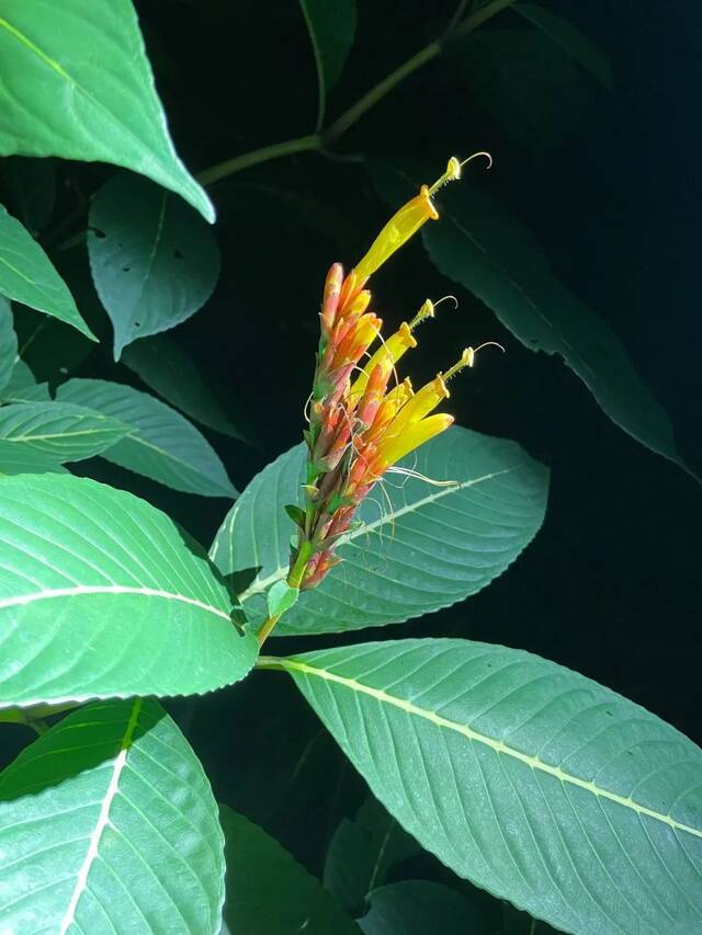 是使命更是传承！看云南3州市生物多样性保护实践