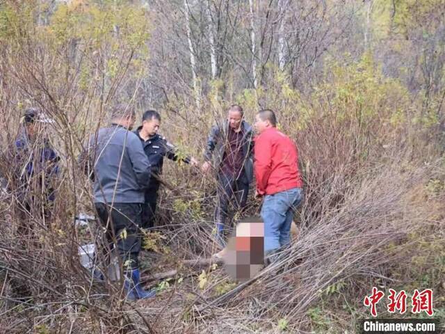 谁干的？吉林天桥岭林区一头黄牛被大型猫科动物猎杀