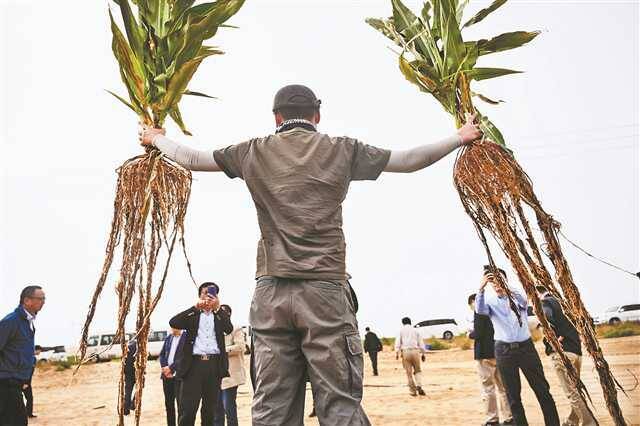 5年变出万亩绿洲——重庆交大科研团队治沙记