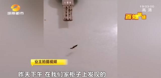 长沙一小区多名业主被“黑虫”毒伤 有医院7天接诊百余例！医生：千万别用手拍！