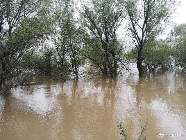 汾河山西河津段迎来67年来最大洪水 当地决定启用黄河滩地蓄滞洪水