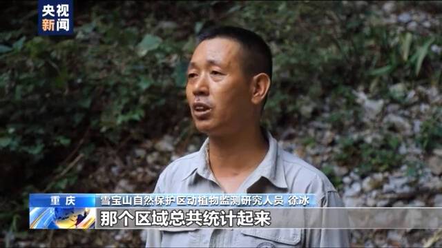 重庆雪宝山保护区发现上千株国家一级保护植物野生红豆杉