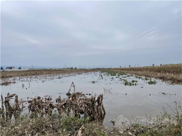 山西水灾现场：住房地基塌陷 牲畜死伤惨重 村中停水停电