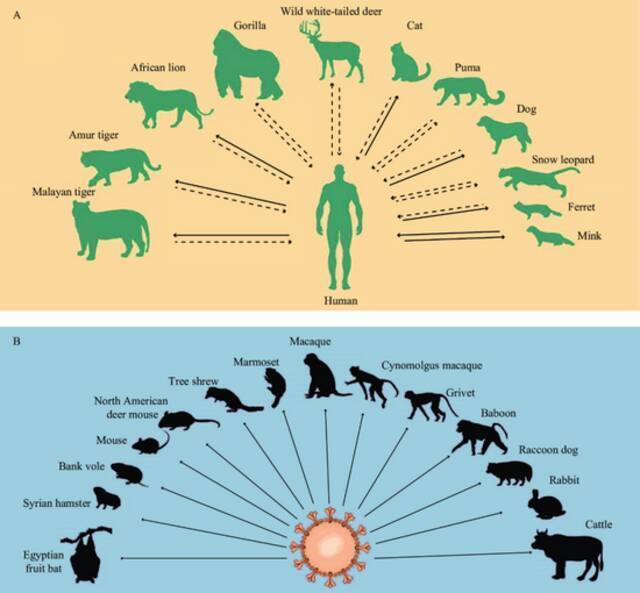 目前已知的新冠宿主图。（A）自然界中已报告感染新冠的物种（B）据报道在感染实验中感染新冠的物种。注：实线箭头表示有明确证据表明新冠的跨物种传播方向，虚线箭头表示可能存在的跨物种传播方向。