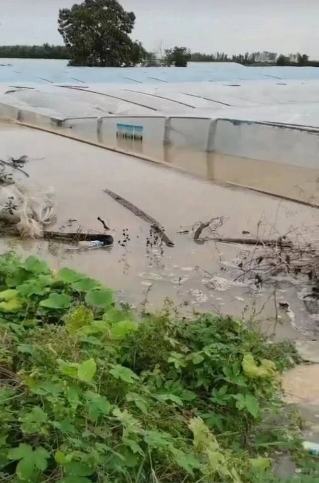 严通村部分地区，水位已接近大棚顶部图片/受访者提供