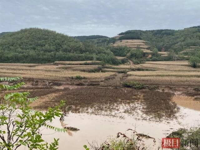 洪水退去后的玉米地