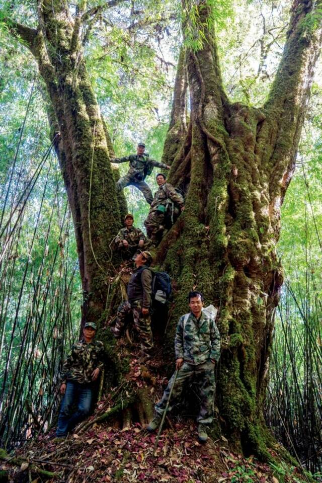 2020年12月25日，在高黎贡山国家级自然保护区，巡护队员在林间合影。图/新华