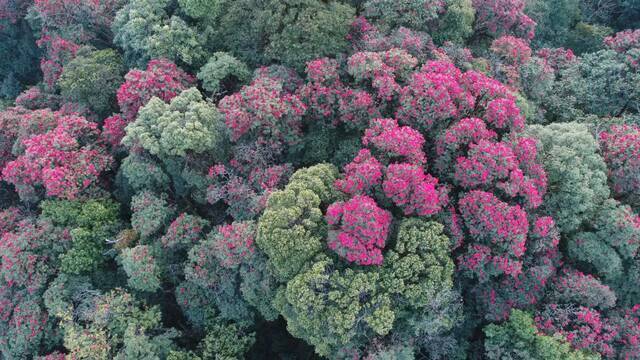 生物走廊带内的茂密植被李家华摄