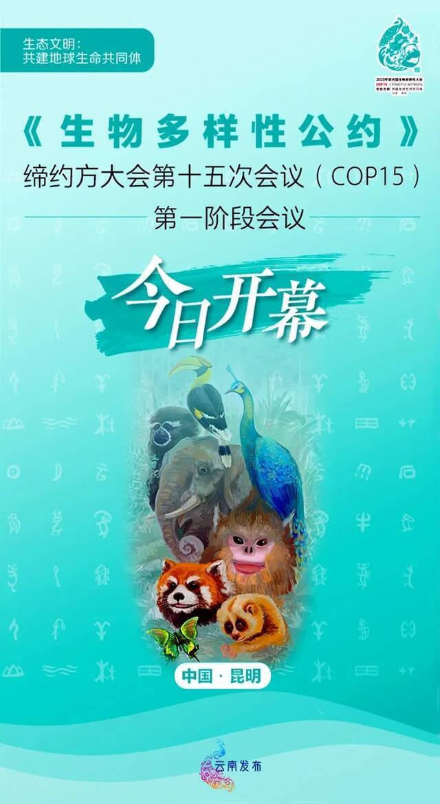 ▲联合国《生物多样性公约》缔约方大会第十五次会议第一阶段会议10月11日在昆明开幕。图/2020年联合国生物多样性大会新闻中心网站