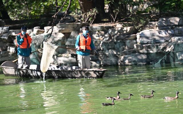 2021年10月12日，北京动物园的工作人员将水禽引导到检查区域。新京报记者陶冉摄