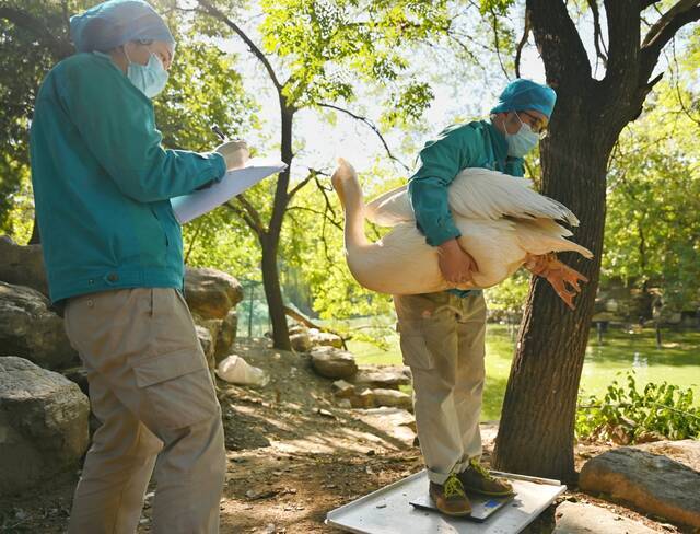 2021年10月12日，北京动物园的工作人员为水禽测量体重。新京报记者陶冉摄