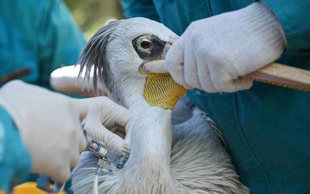2021年10月12日，北京动物园的工作人员为水禽注射禽流感疫苗。新京报记者陶冉摄