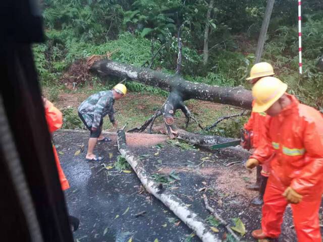 上班中，琼海到岭口的路上，被吹倒的树，满地的狼藉