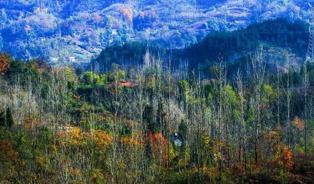 阴条岭国家级自然保护区市林业局供图