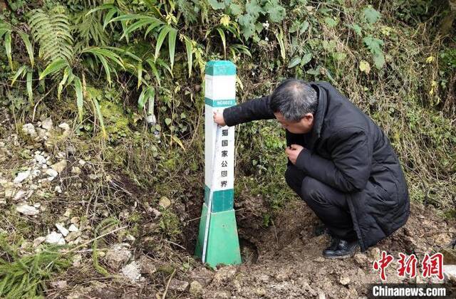 四川洪雅：512平方公里区域有13只野生大熊猫