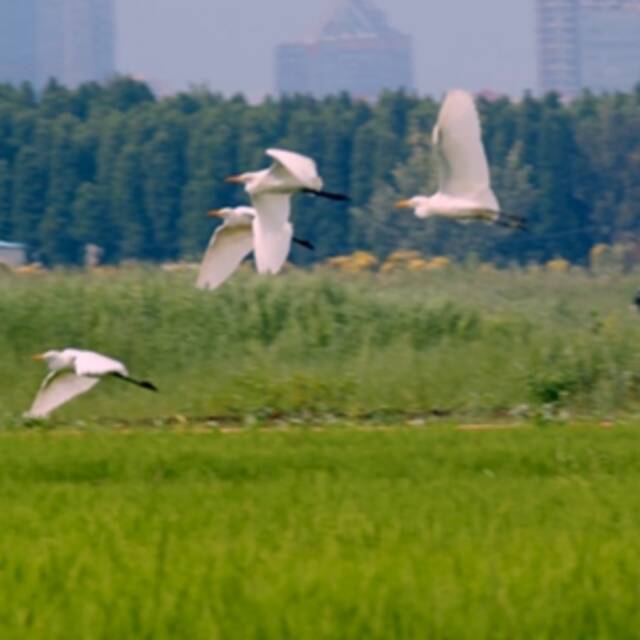 全球连线丨生物“多”看点：彩云之南 魅力滇池