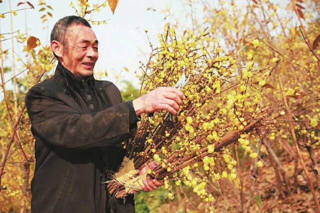 北碚静观镇素心村花农精心修剪腊梅花童志坚摄