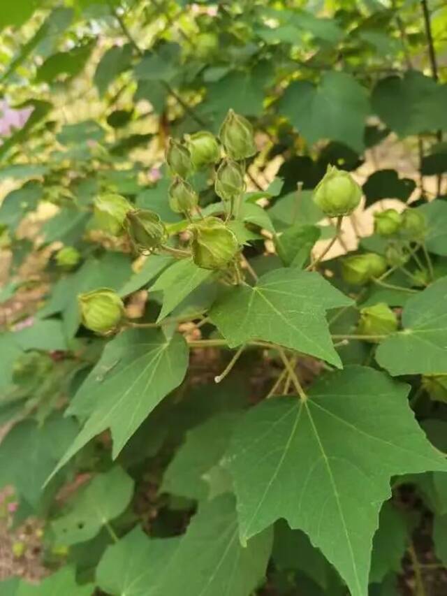 秋天的江南，“果”然有趣！