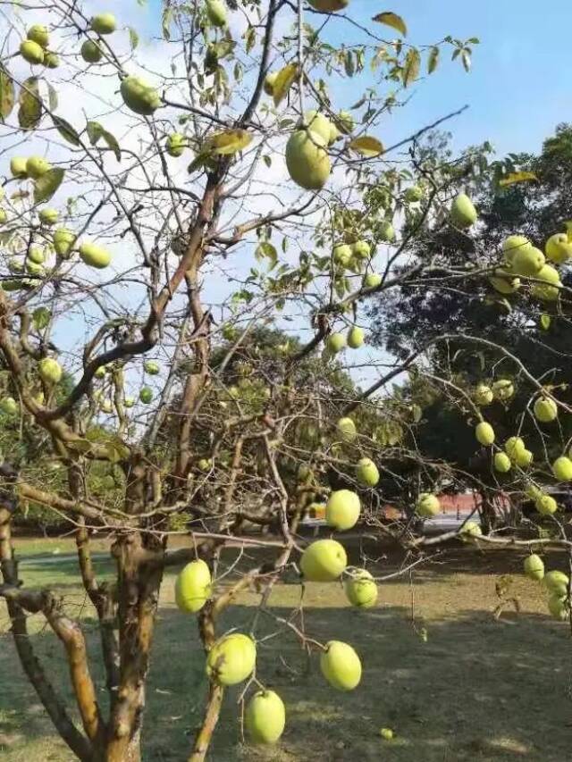 秋天的江南，“果”然有趣！