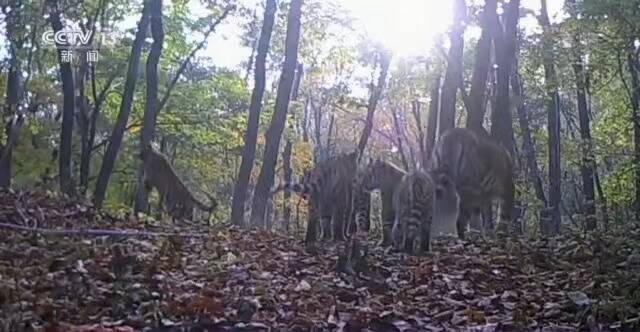 昆明大会，能改变生物多样性的未来吗？