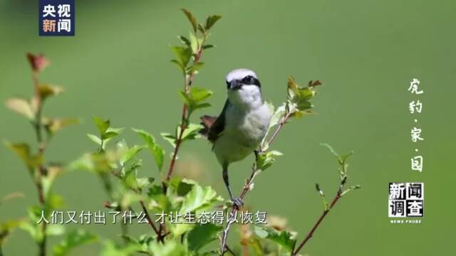 寻找最大公约数！国家公园照亮虎豹“回乡”路