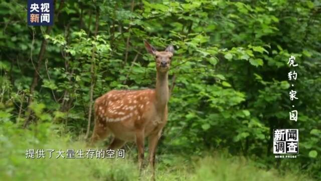 寻找最大公约数！国家公园照亮虎豹“回乡”路