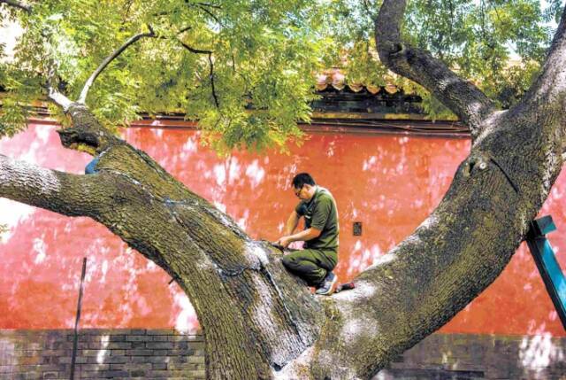 图为北京故宫工作人员在对一棵古树进行修复保护。（图片来源：视觉中国）