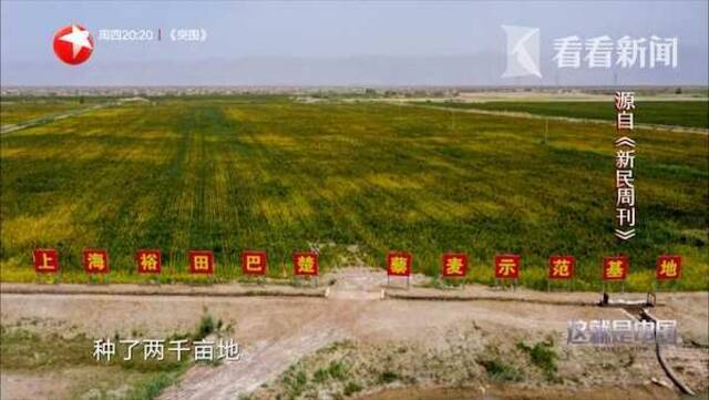 视频｜不只有棉花 上海援疆干部致力打造中国藜麦之乡