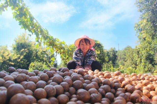 合山市喜生坚果种植农民专业合作社负责人韦祖英的妻子正忙着翻晒坚果。（李雨莲/摄）
