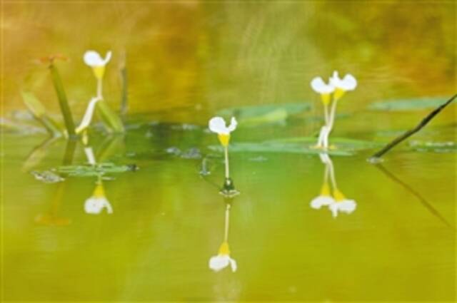 重塑健康水生态 有花有稻有蜻蜓