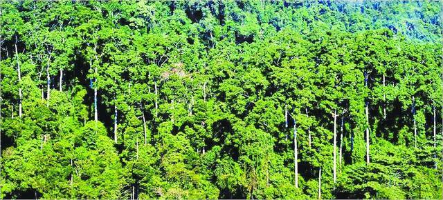 中国科学院西双版纳热带植物园，生物多样性保护的“活样本”