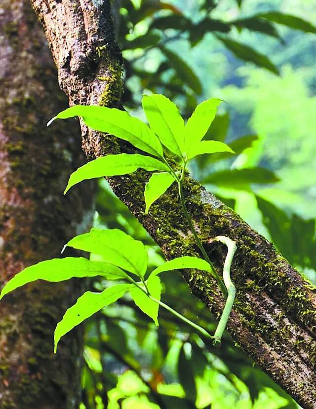 中国科学院西双版纳热带植物园，生物多样性保护的“活样本”