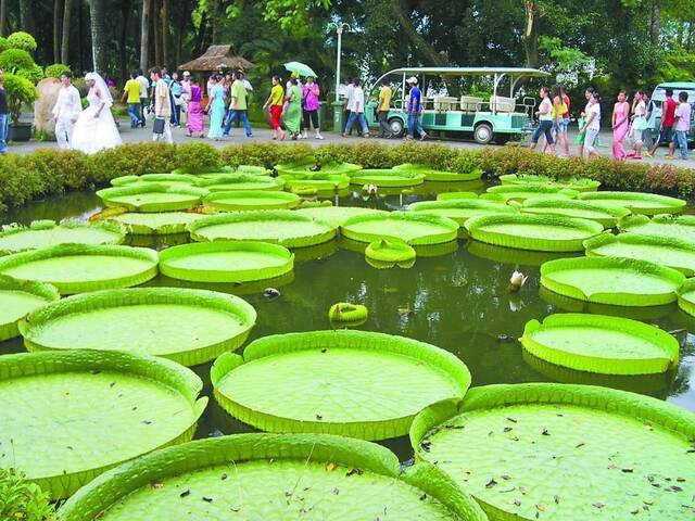 中国科学院西双版纳热带植物园，生物多样性保护的“活样本”