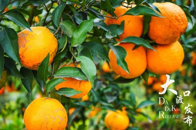 大渡口区跳磴镇石盘村的柑橘（资料图）图：大渡口发布