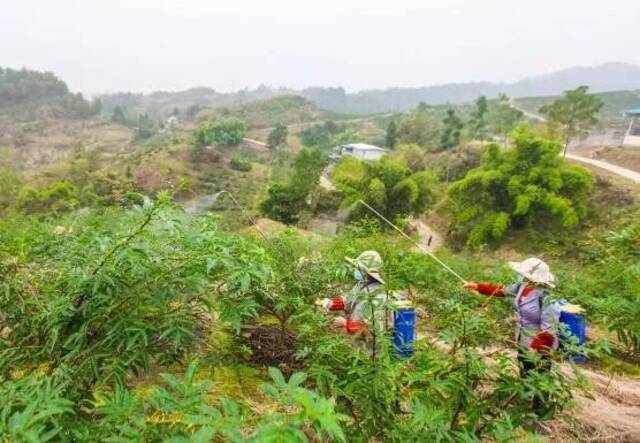 垫江县砚台镇太安村花椒基地（资料图）龚长浩摄