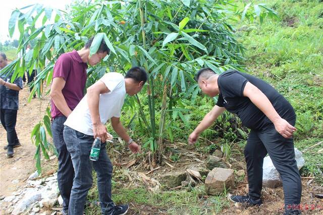 图为种植户梁维学现场指导群众如何管护麻竹林地。