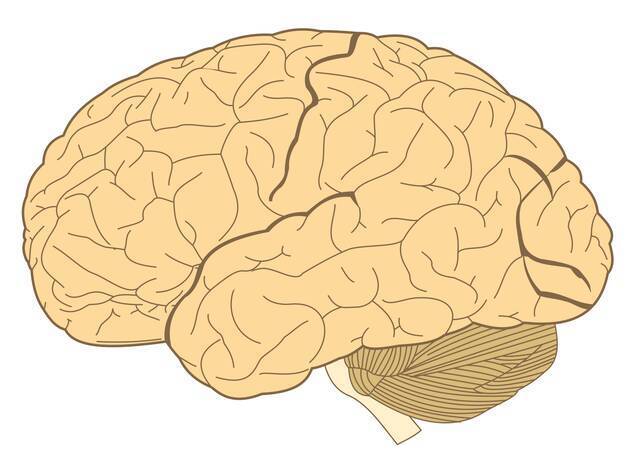 跟更新世人类祖先的大脑相比我们的大脑更小