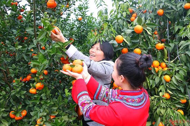 新坡村村民在采摘柑橘。