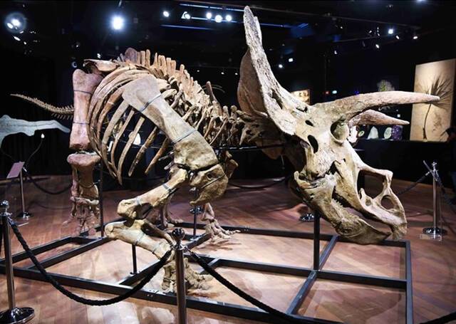 最大三角龙化石Big John在法国巴黎以665万欧元天价拍出创欧洲最贵恐龙化石拍卖纪录