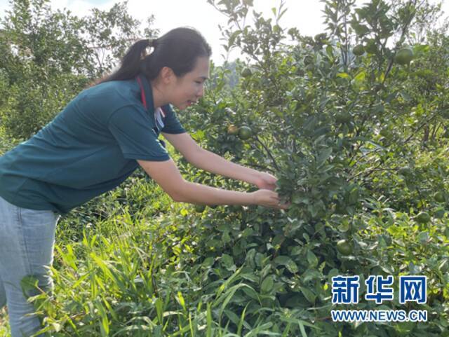 陈慧在东璞生态农业有限公司果园内检查贡柑生长情况。新华网发